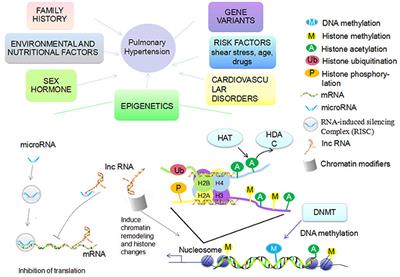 Epigenetic Regulation and Its Therapeutic Potential in Pulmonary Hypertension